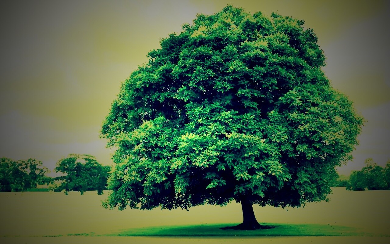 Зеленое ирландское дерево обои