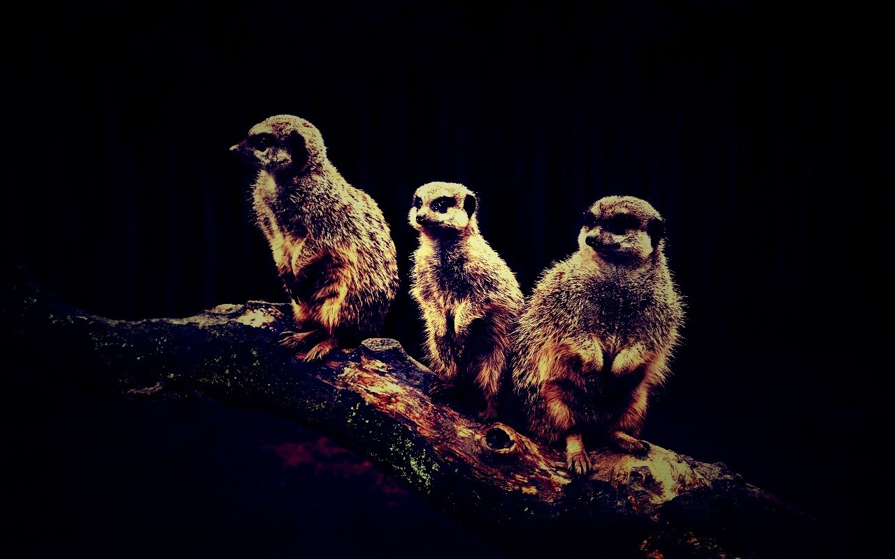 В дозоре обои