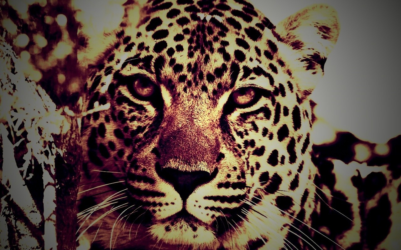 Взгляд хищника обои