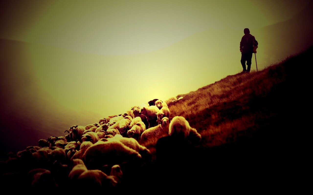 Пастух и стадо обои