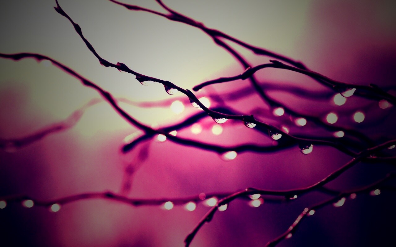Капли на ветке обои