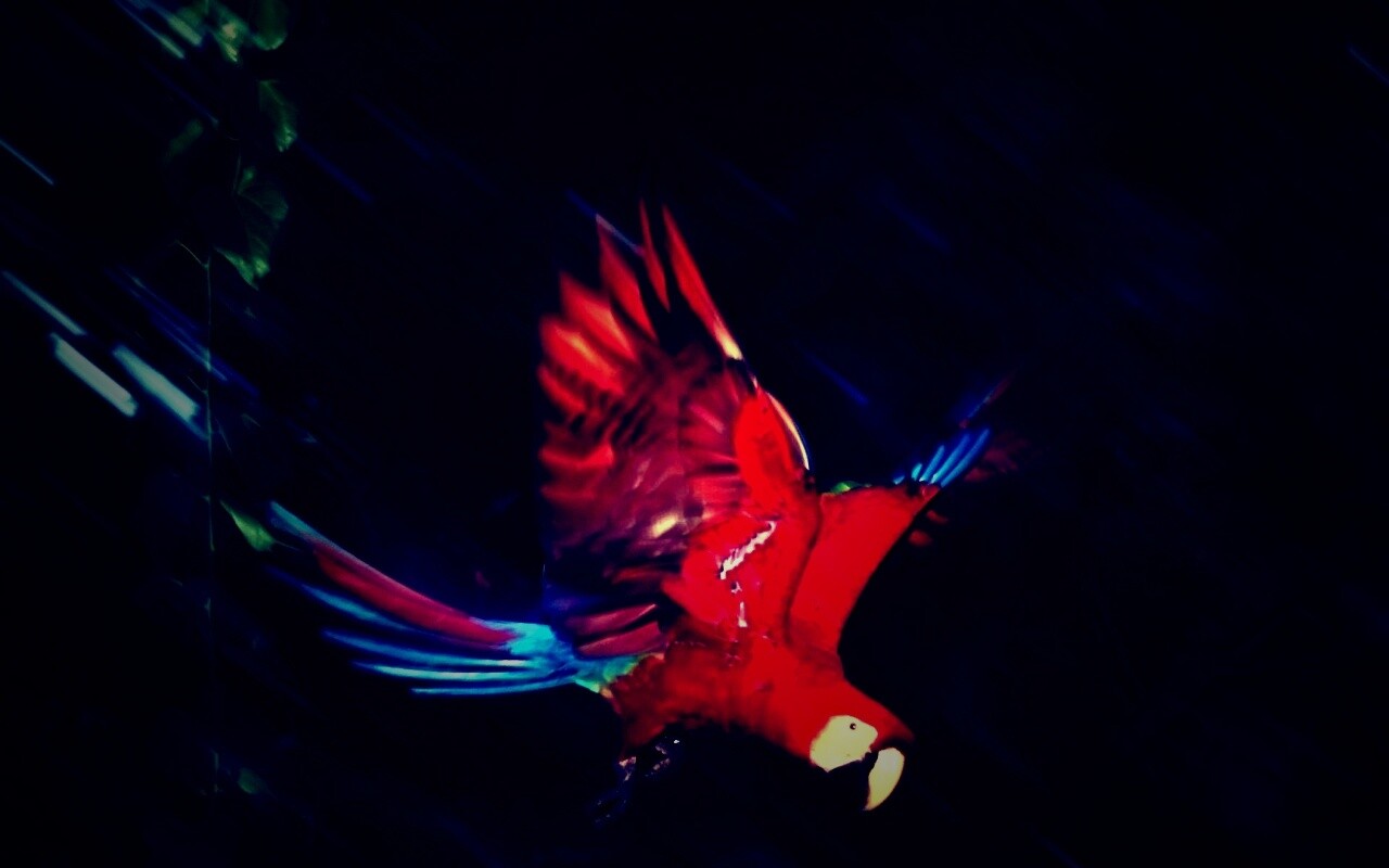 Рисованный ара обои