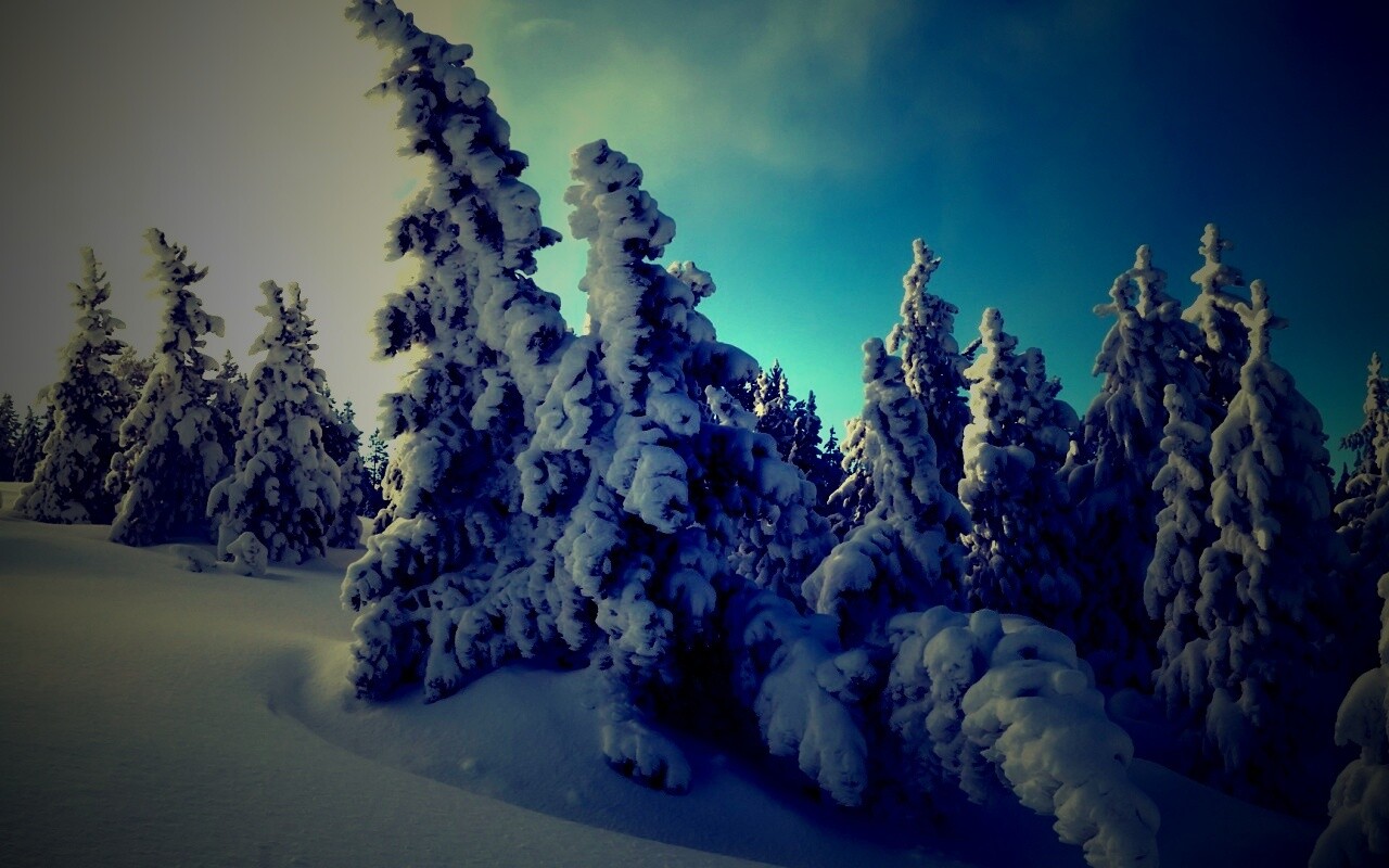 Ели в снегу обои