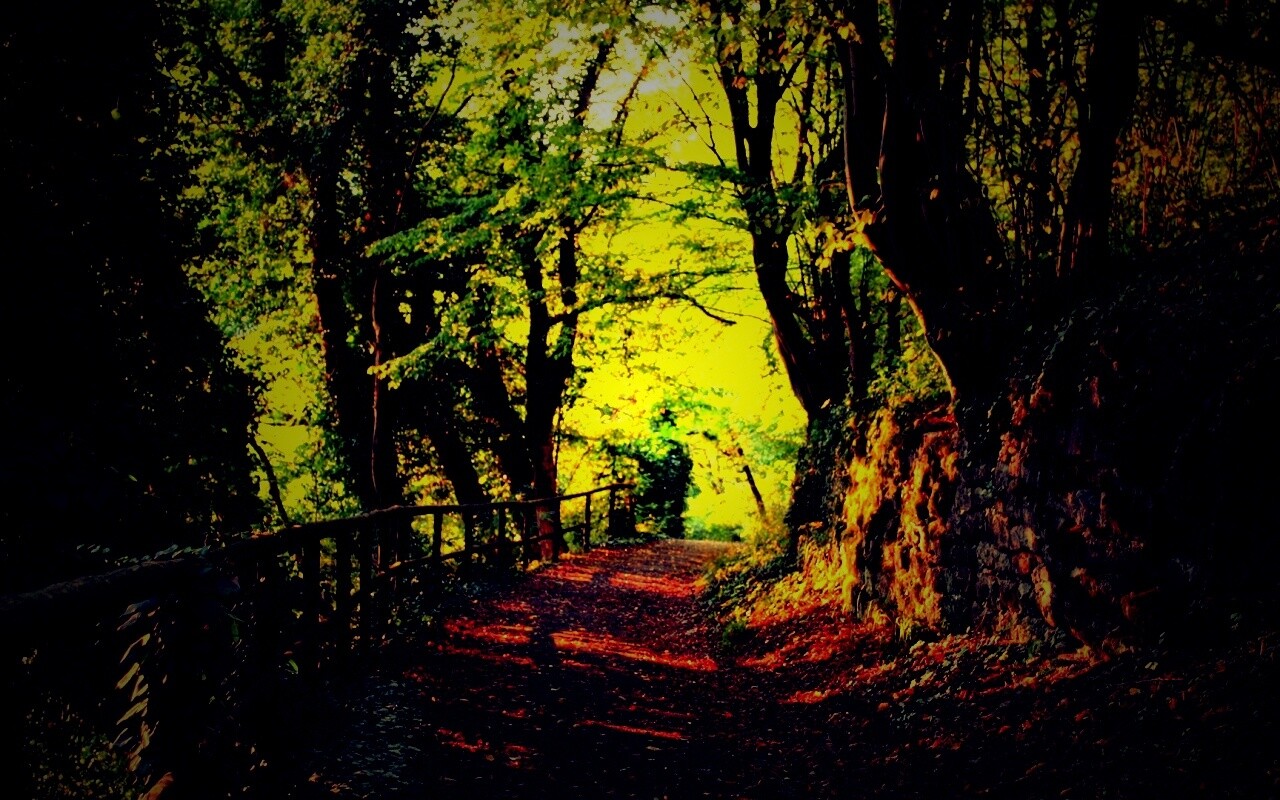 Лесная дорожка обои