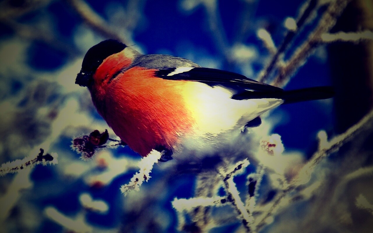Снегирь на ветке обои