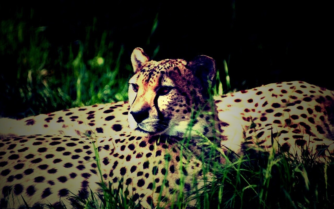 Два изящных гепард в природе обои