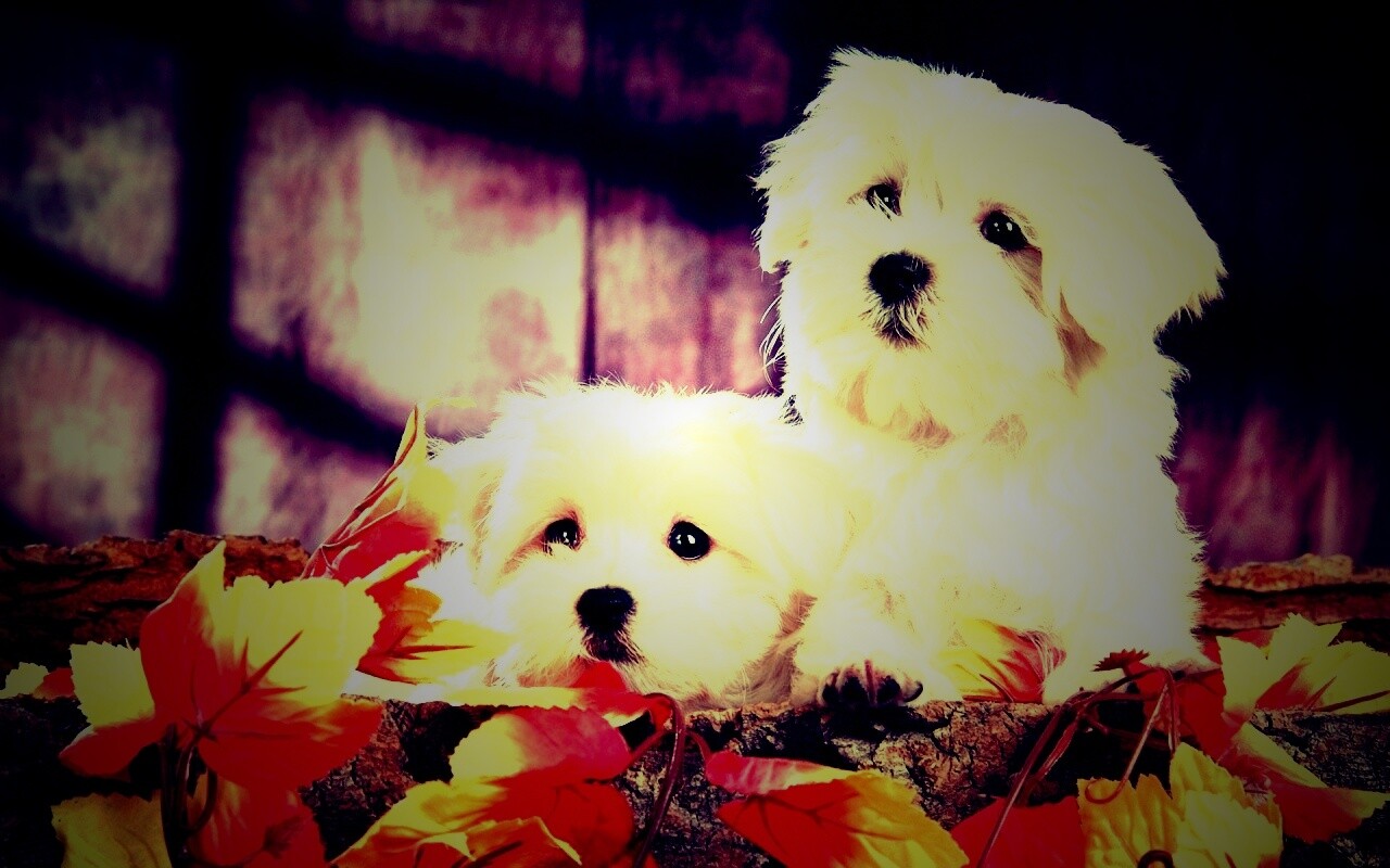 Два белых и пушистых пёсика  обои