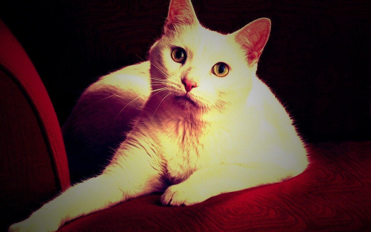 Белой кот на красном диване обои