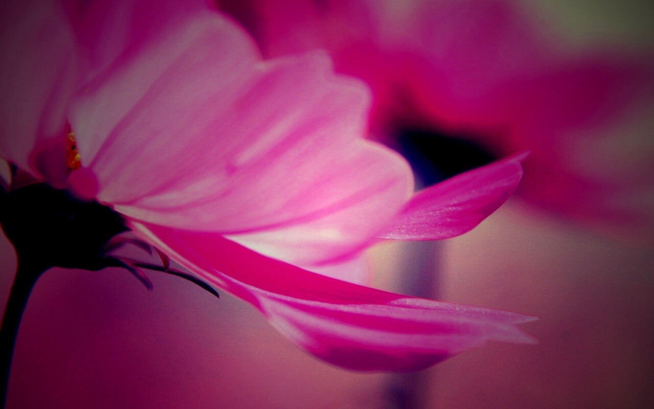 Розовый цветок обои