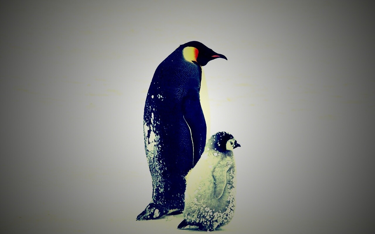 Пингвин с птенцом обои