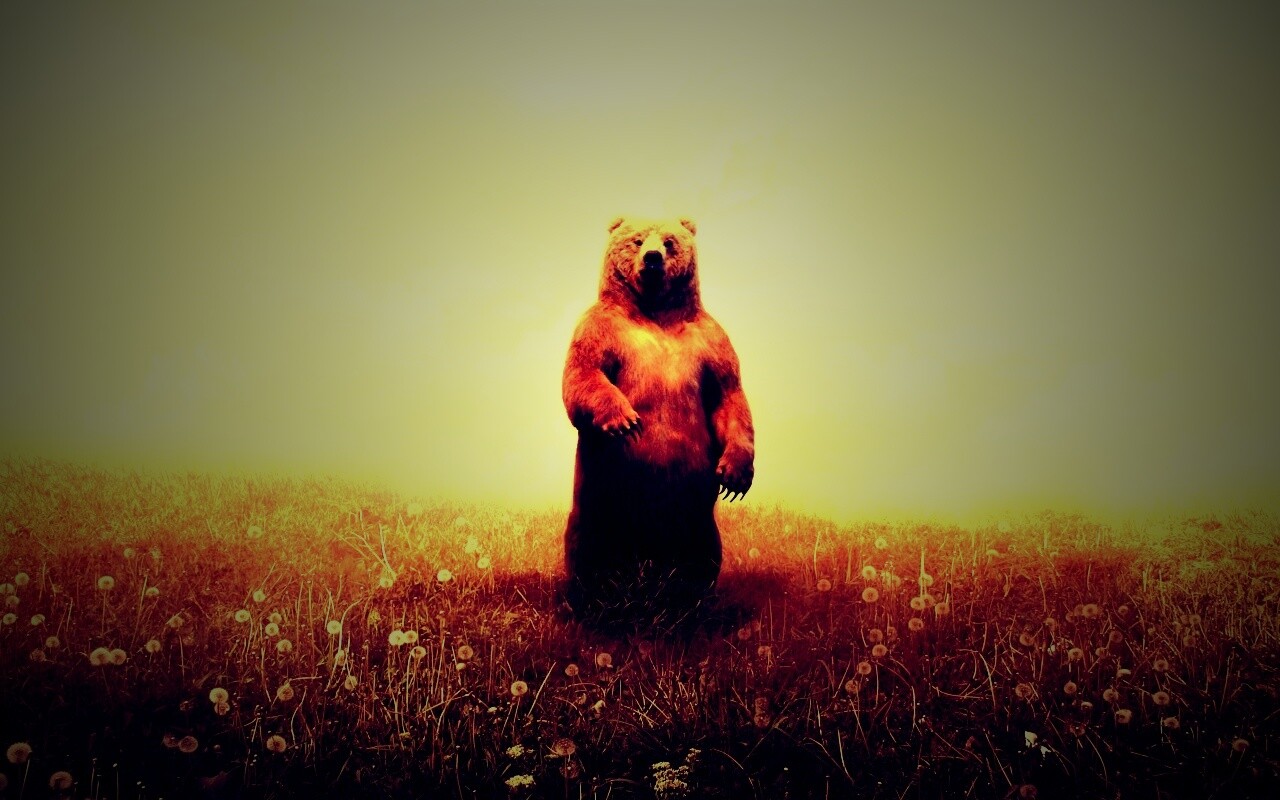 Медведь в одуванчиковом поле обои