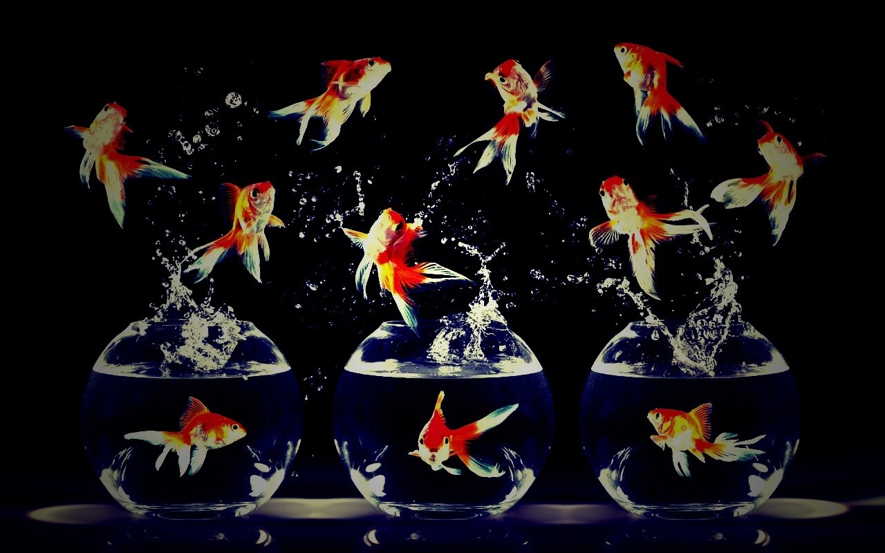 Аквариумы жонглируют рыбами обои