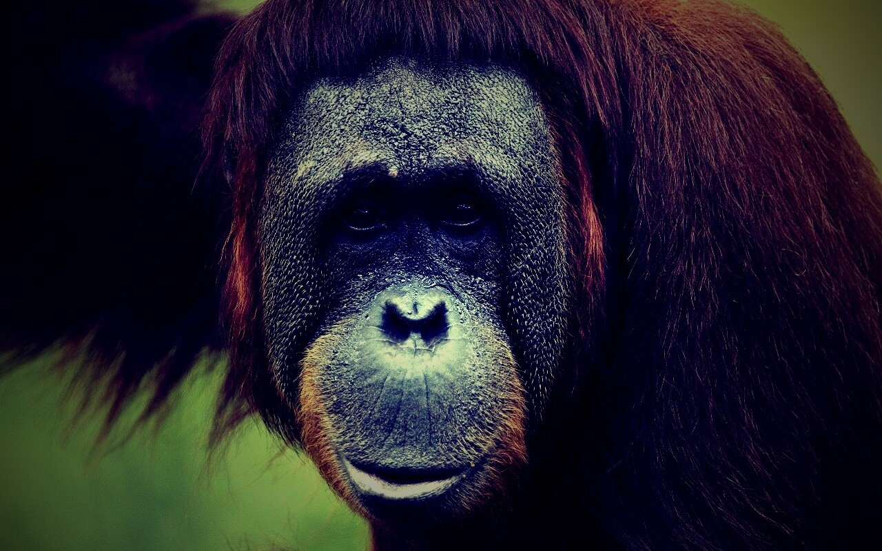 Орангутан обои