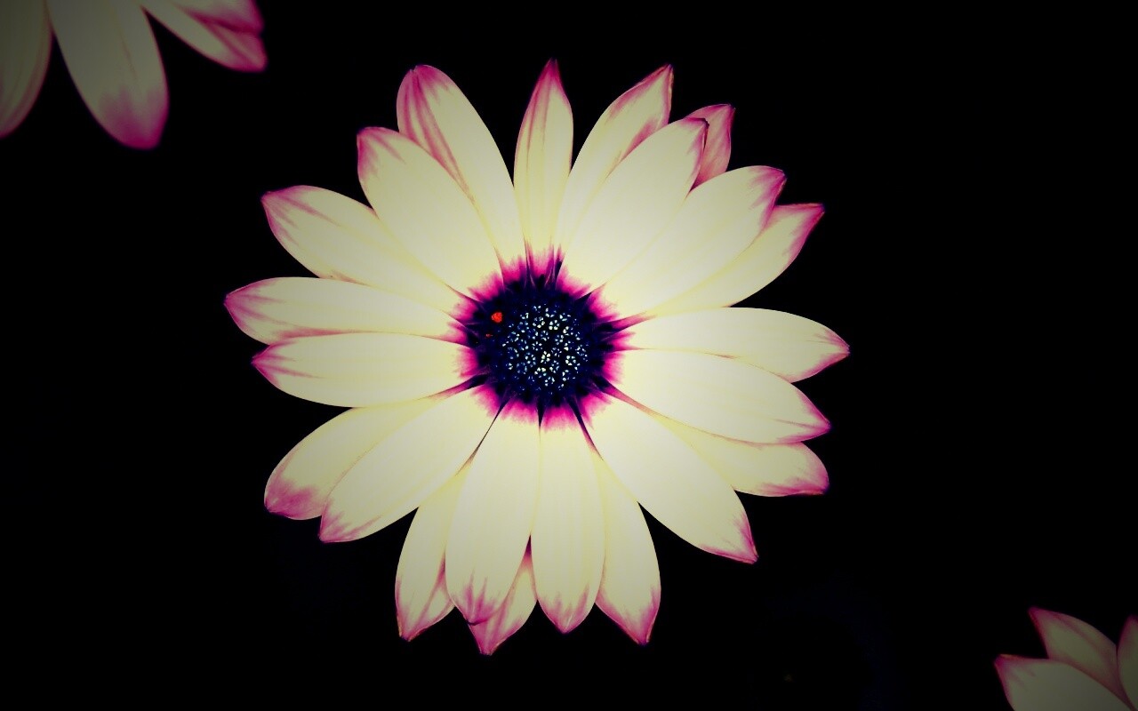 Макро фотография цветка обои