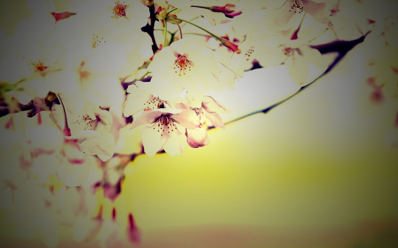 Цветение вишни обои