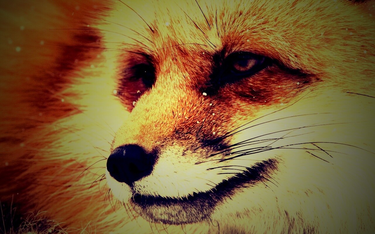 Морда рыжей лисы обои