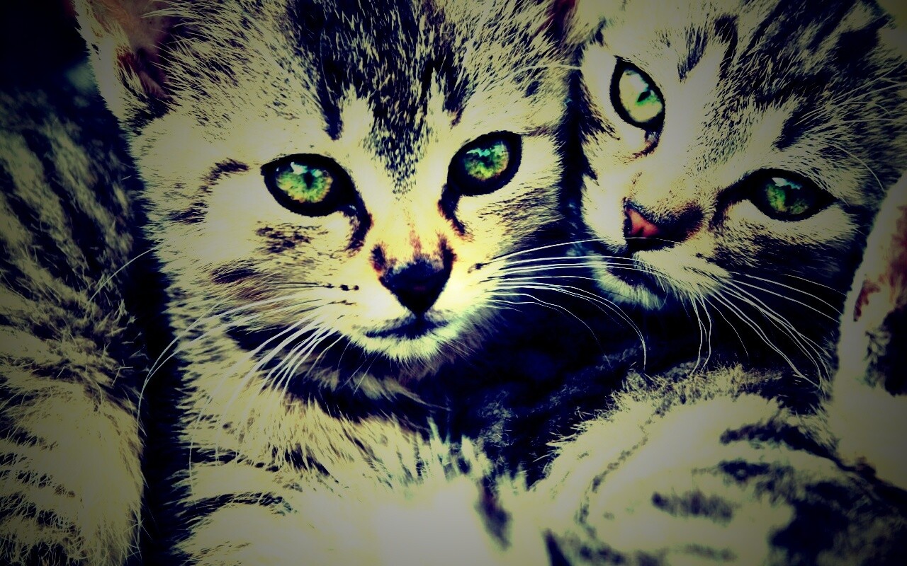 Котята в обнимку обои