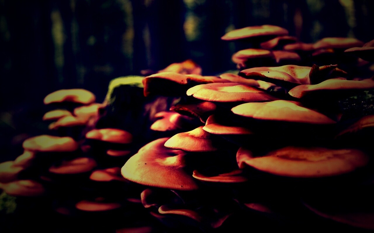 Лесные грибы на пне обои