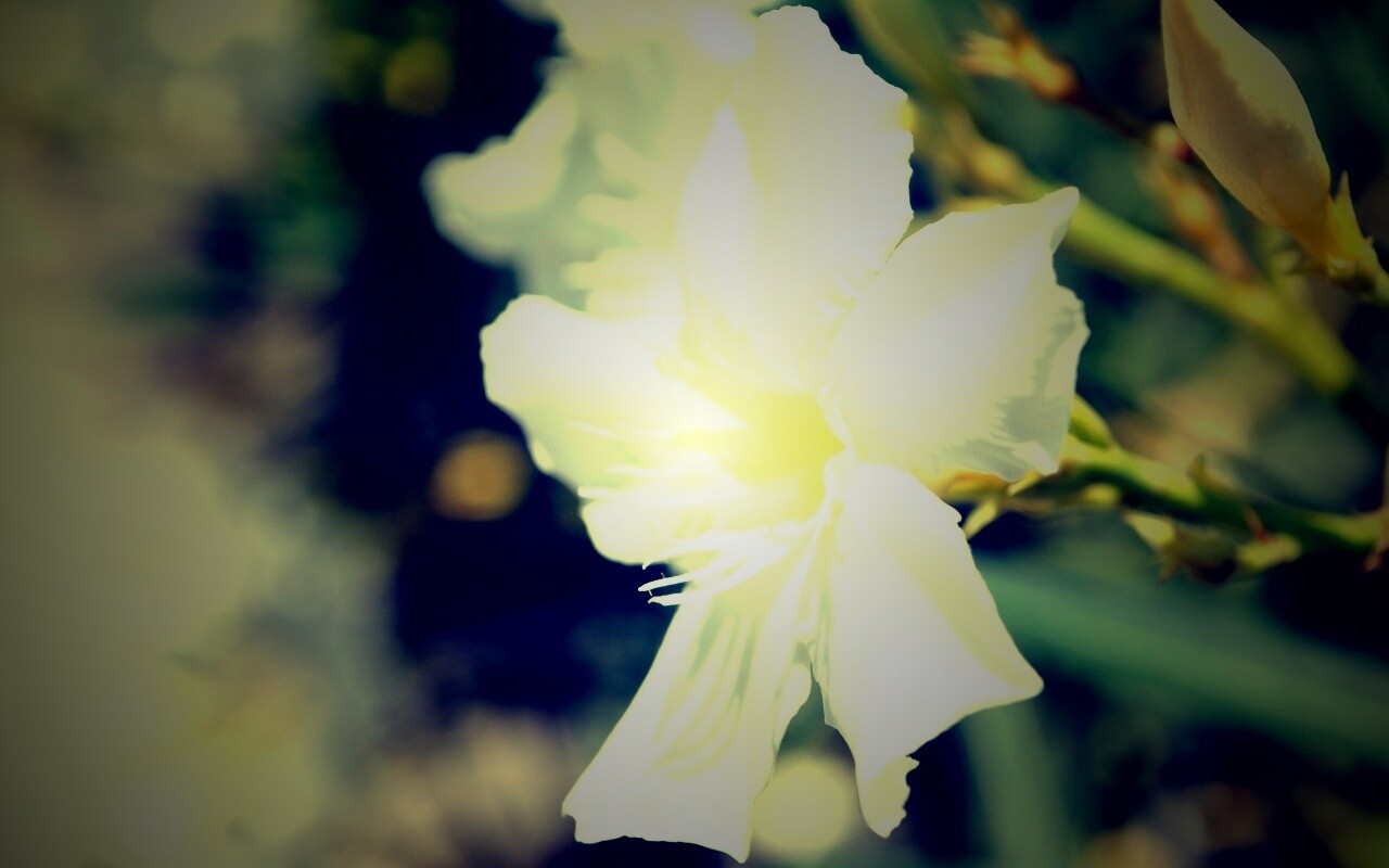 Эухарис, амазонская лилия обои