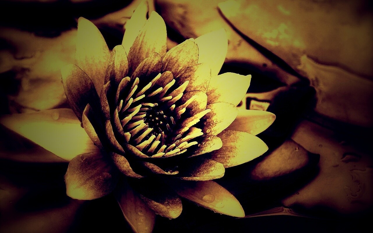 Кувшинка обои