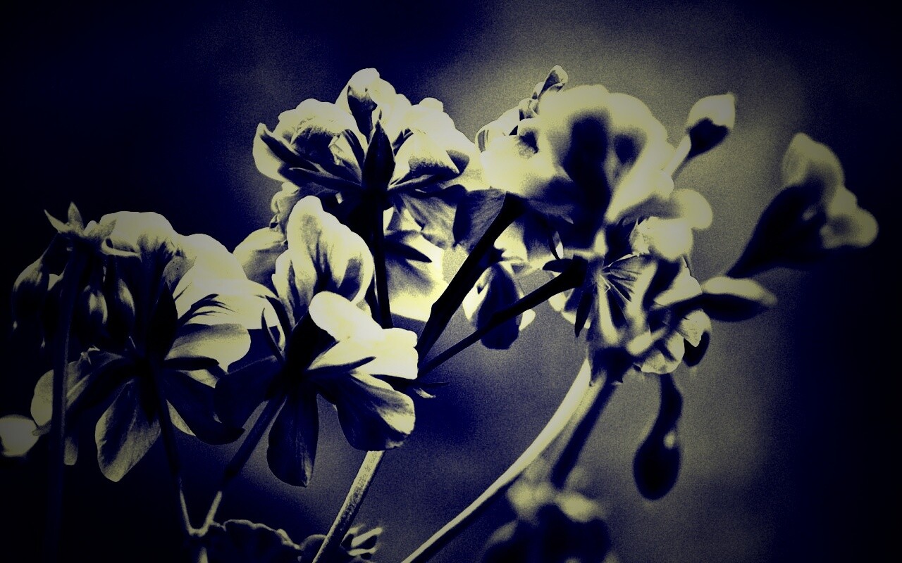 Чёрно-белое фото цветов обои
