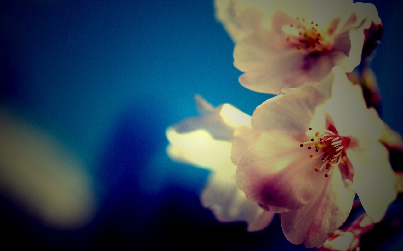 Нежные белые цветы обои