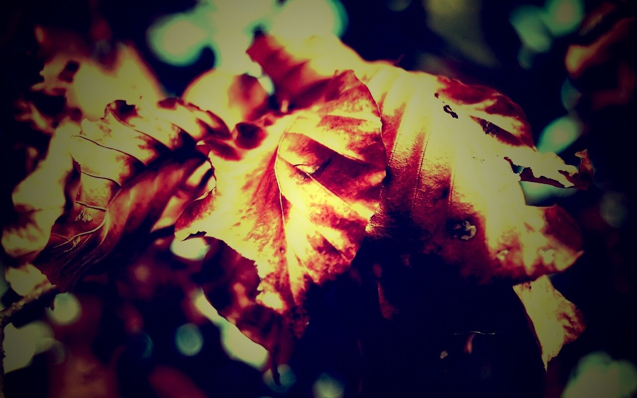 Засохший лист обои