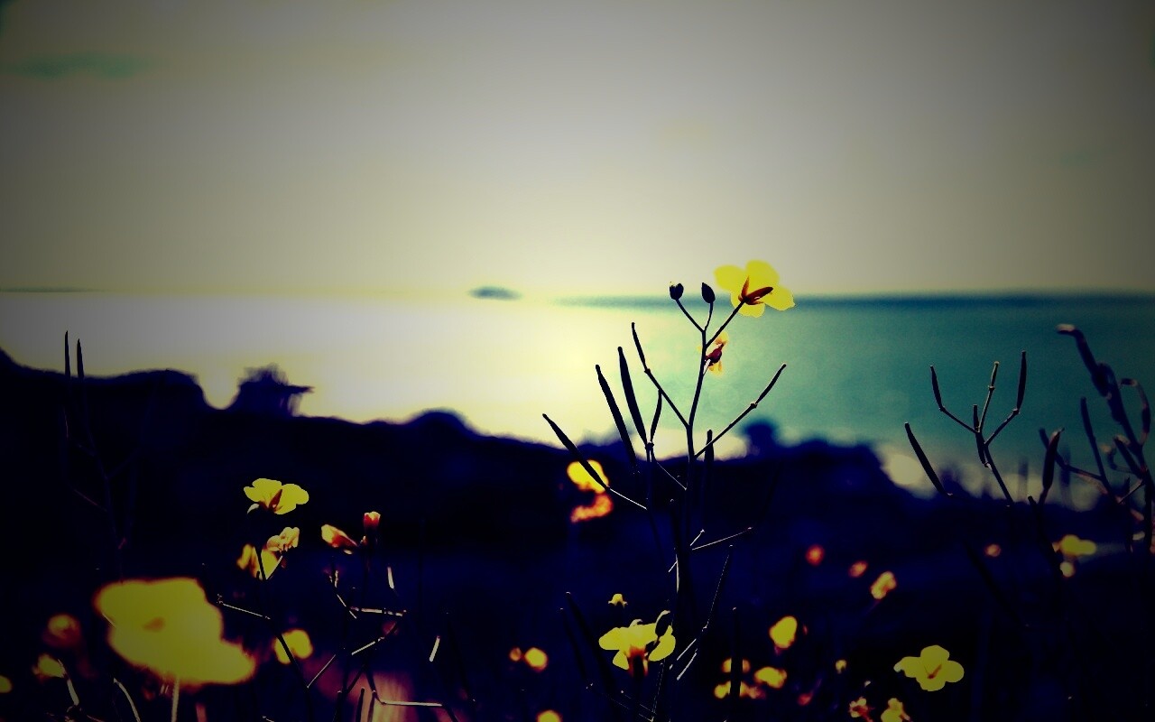 Мелкие жёлтые цветы обои