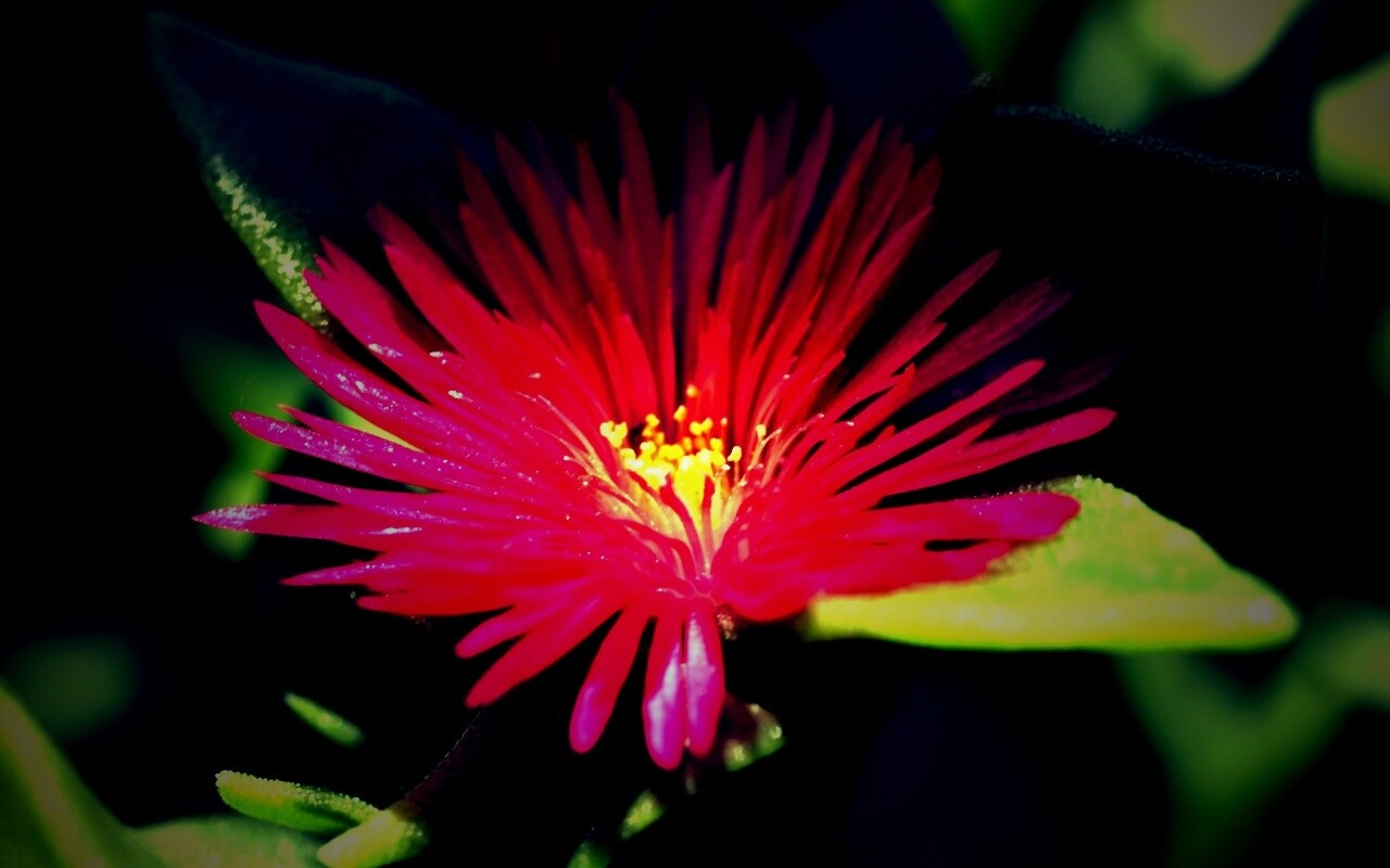 Чудесный цветок обои