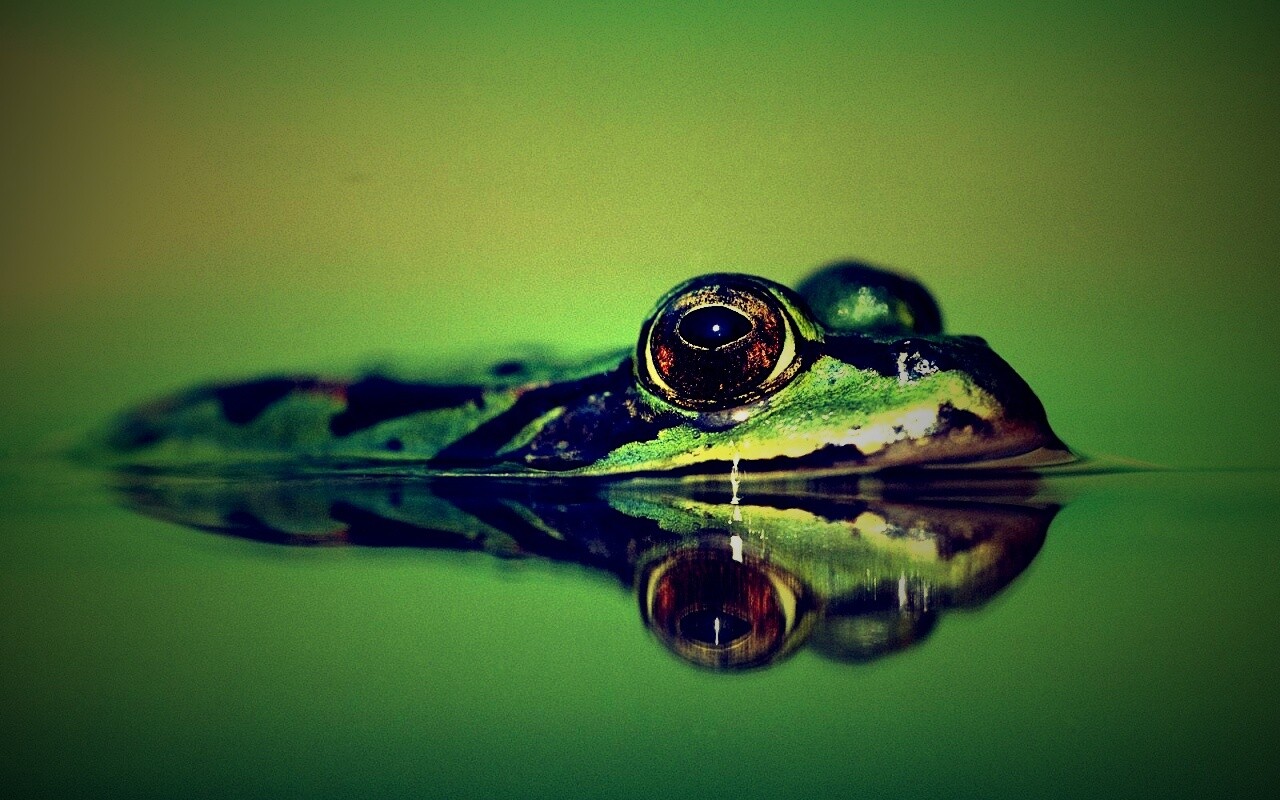 Лягушка обои