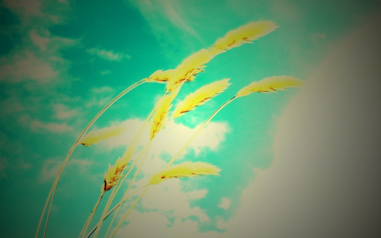 Колосья обои