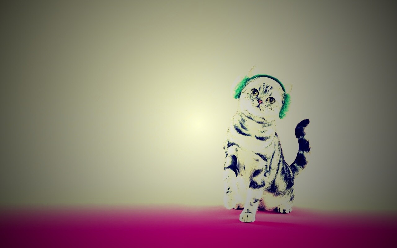 Кот в зеленых наушниках обои