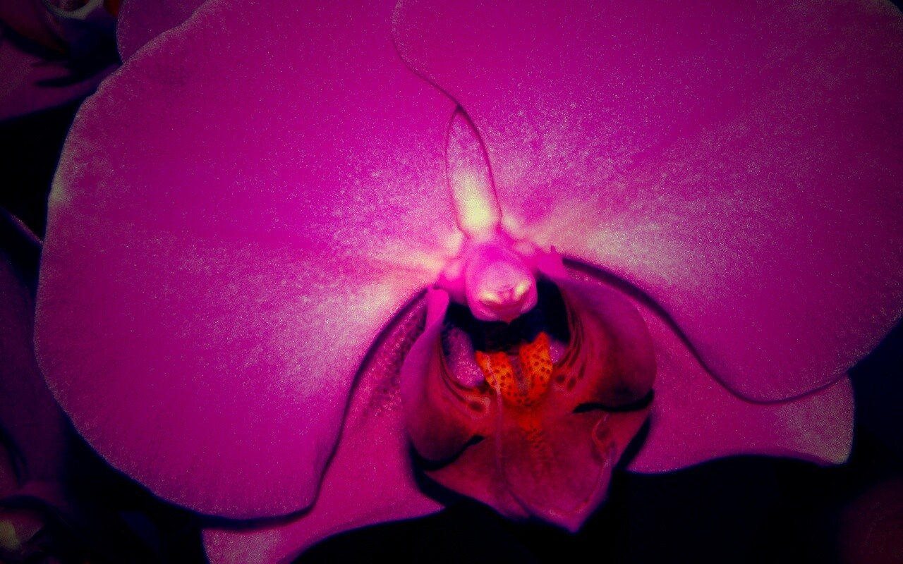 Фиолетовая орхидея обои