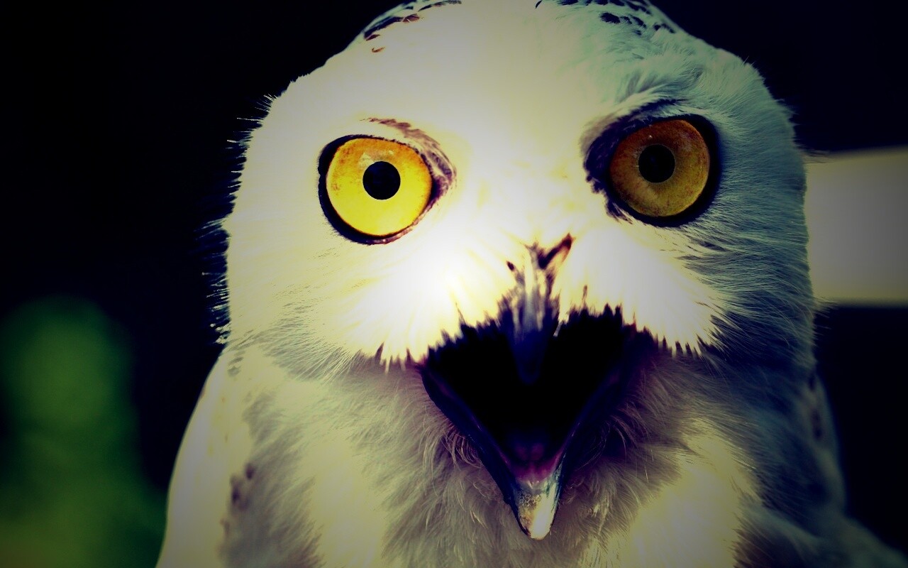 Сова в шоке! обои