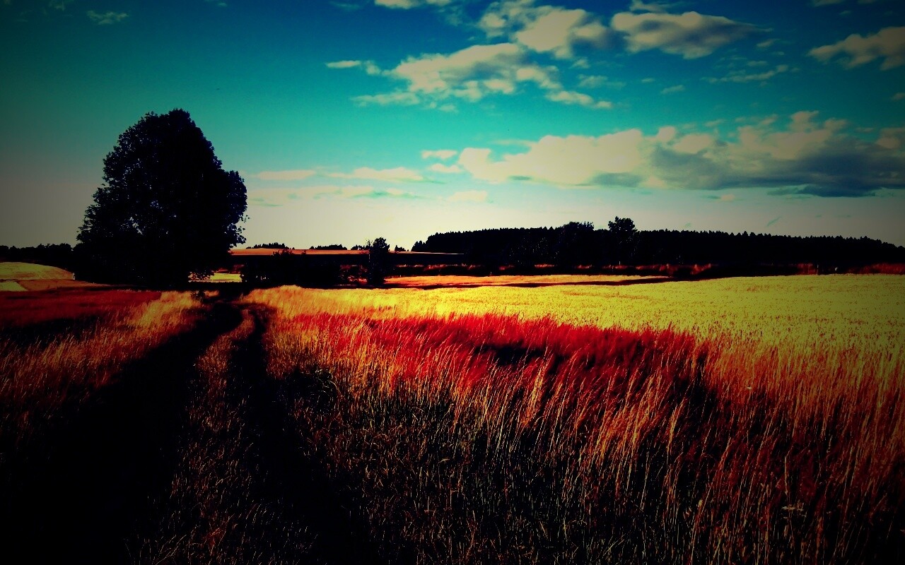 Колея в поле обои