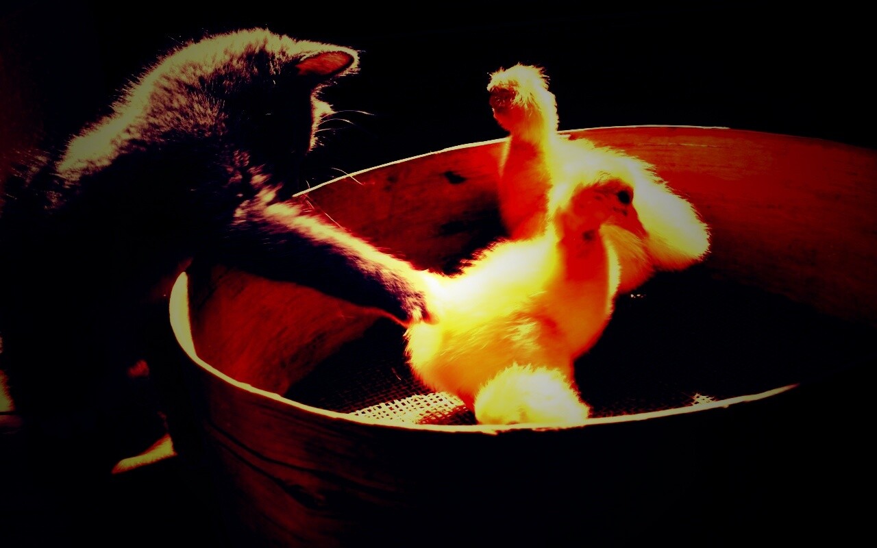 Котенок играет с утятами обои