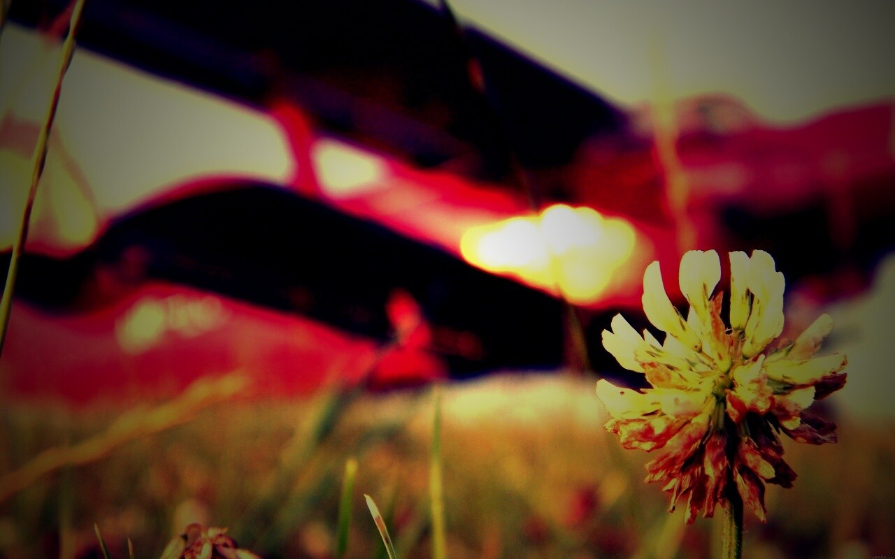 Цветок и красный самолет обои