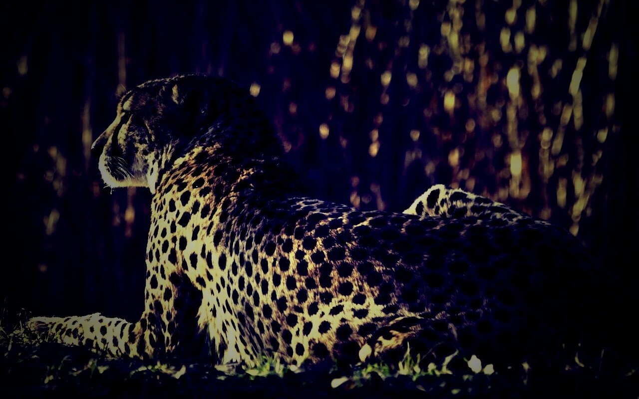 Гепард обои