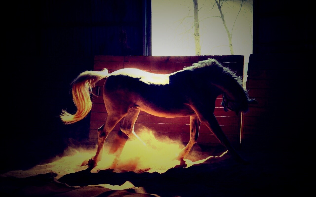 Белая лошадь в загоне обои