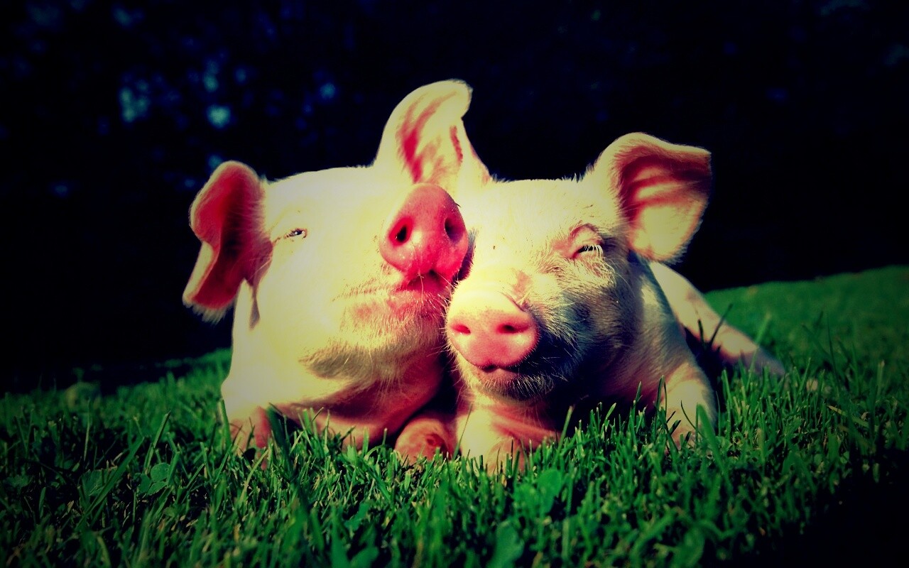 Два поросёнка обои