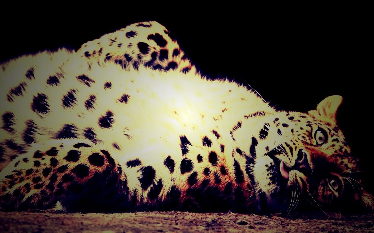Большая пятнистая кошечка обои