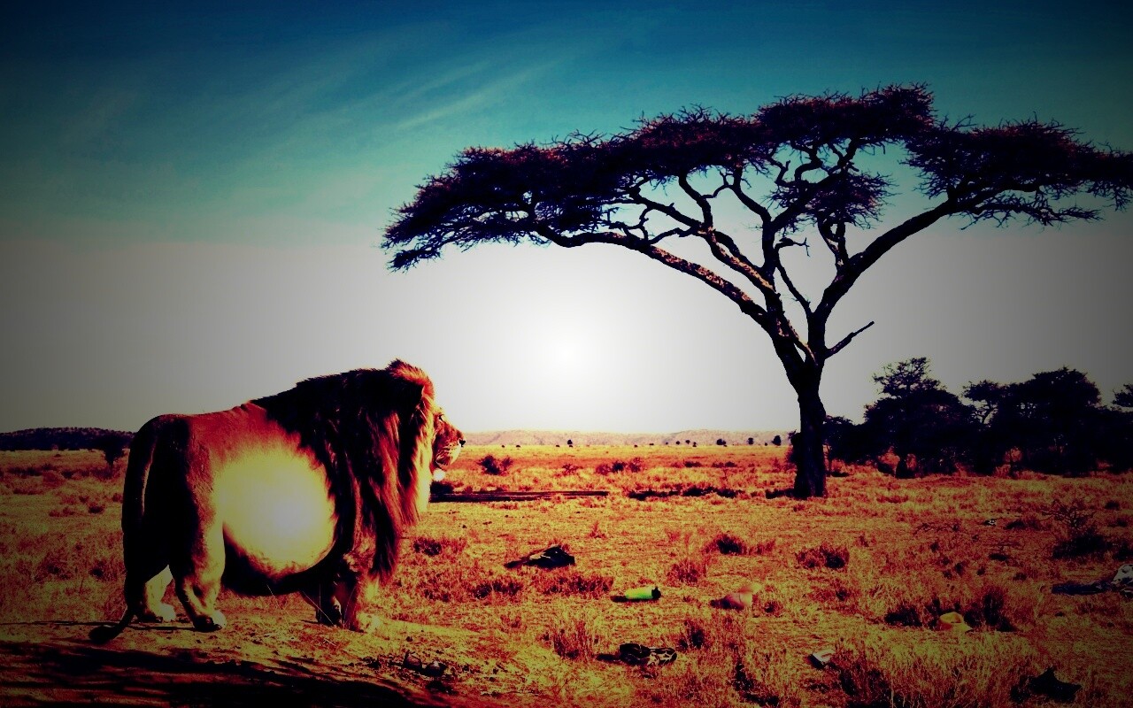 Толстый лев обои