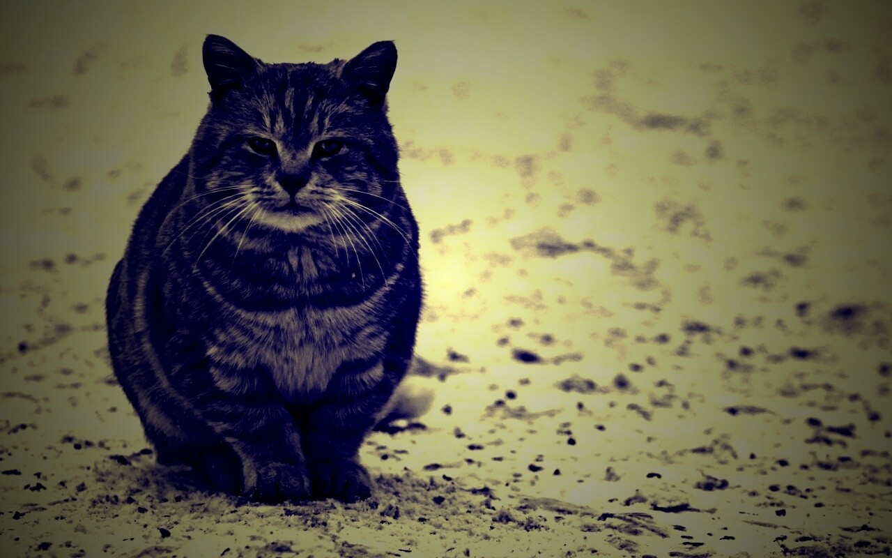 Тяжелый взгляд котэ обои