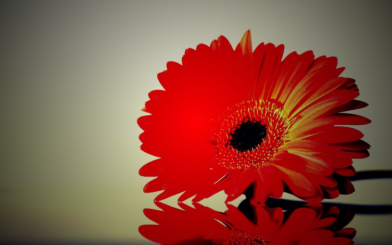 Гербер на стекле обои