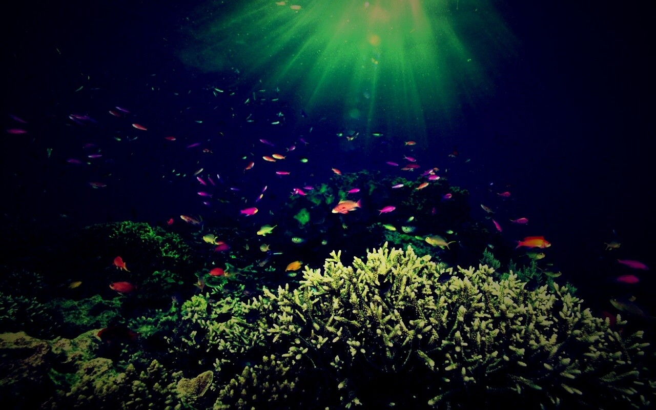 Подводный мир обои
