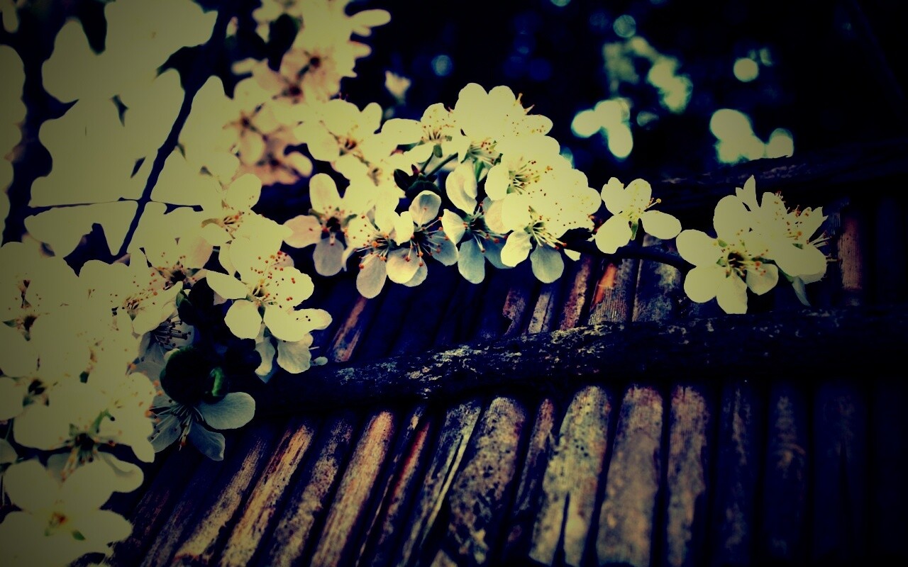 Веточка цветущей вишни обои