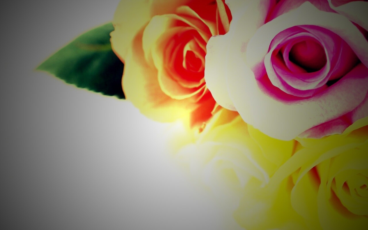 Букет разноцветных роз обои