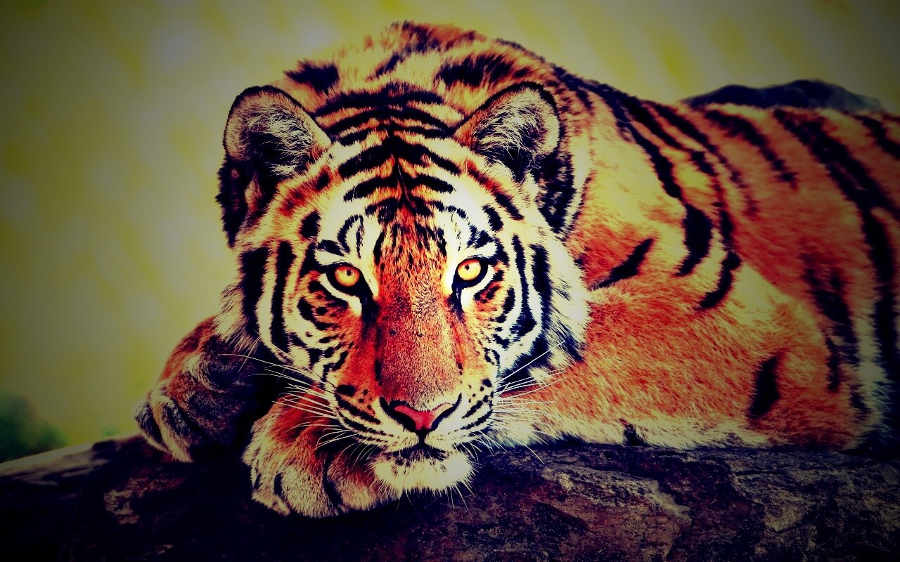 Большая полосатая кошка обои