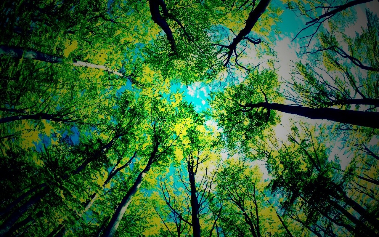 Кроны деревьев обои