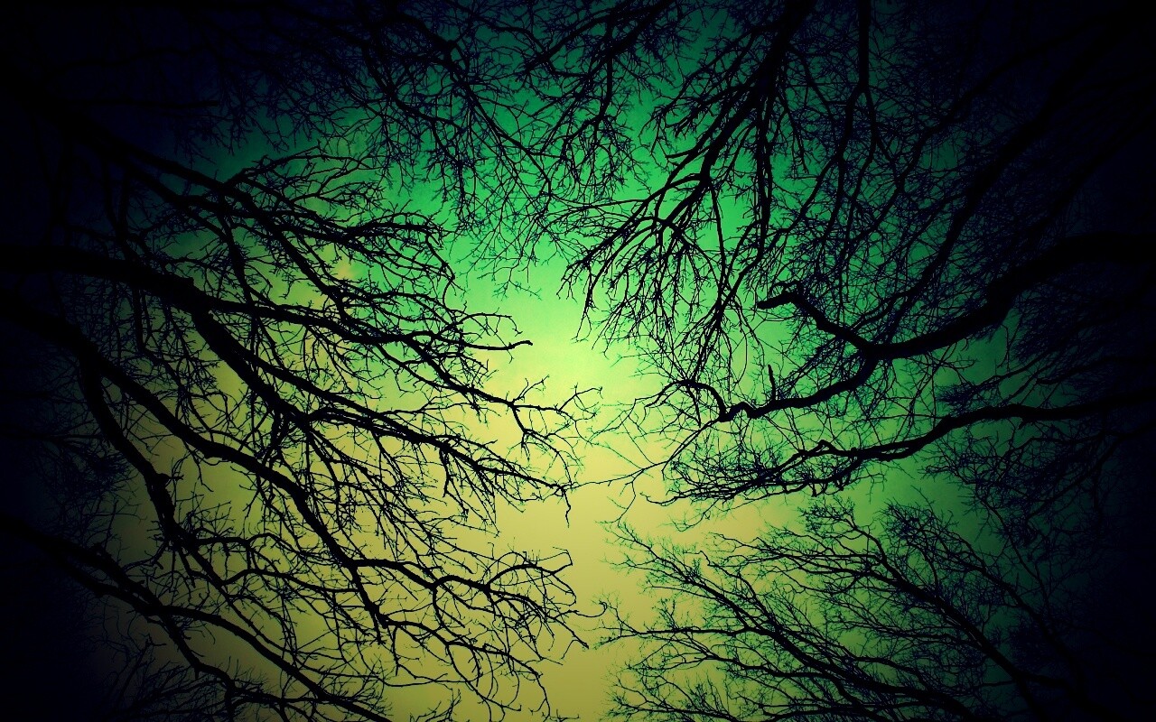 Голые кроны деревьев на фоне неба обои